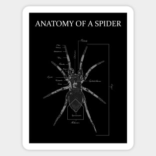 Spider Anatomy Diagram Sticker